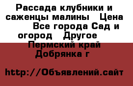 Рассада клубники и саженцы малины › Цена ­ 10 - Все города Сад и огород » Другое   . Пермский край,Добрянка г.